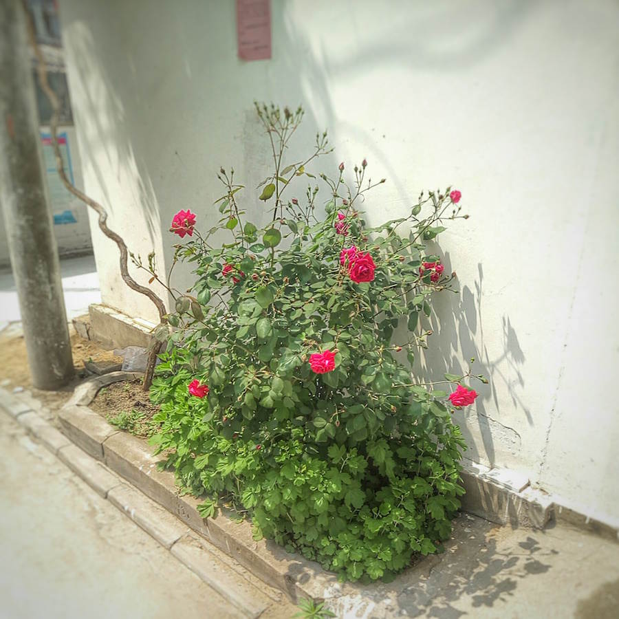 路边的花