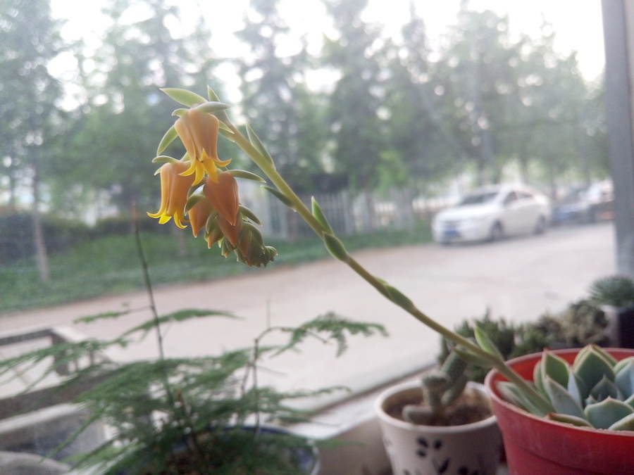 花剑