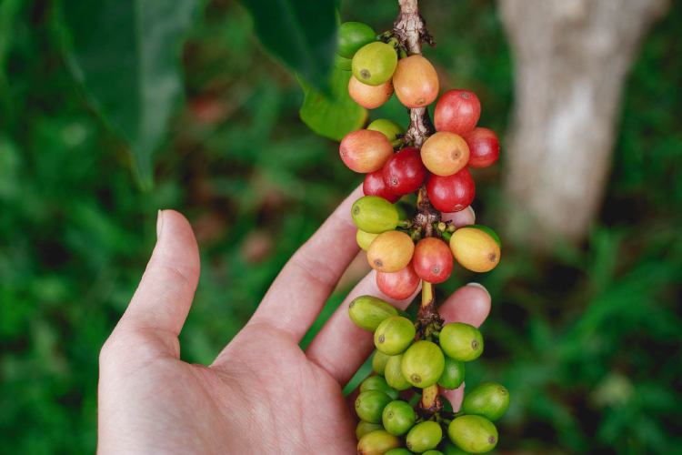 coffee-cherry