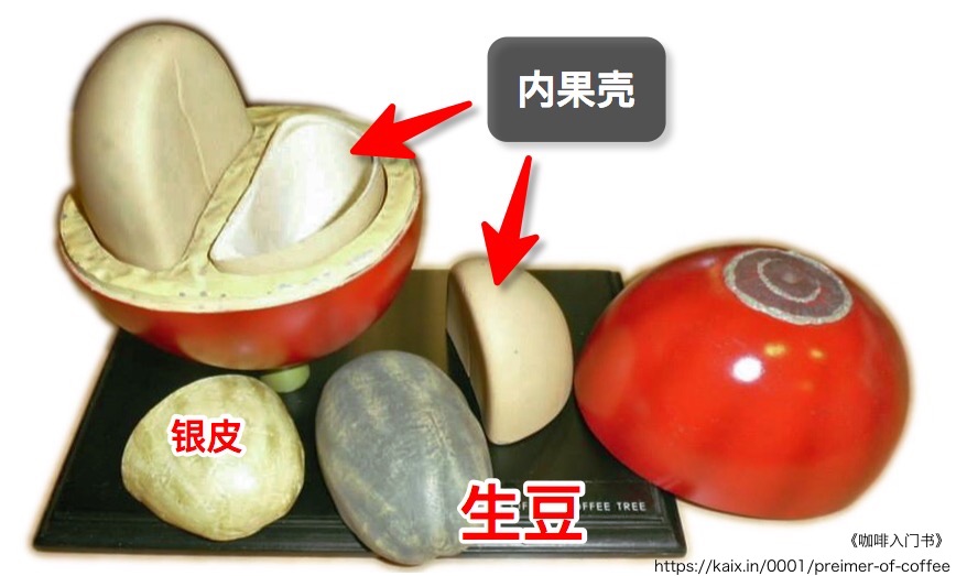 咖啡果实模型