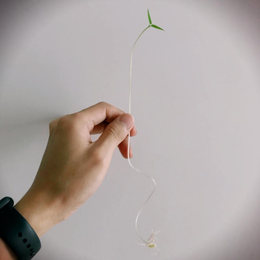 燕麦发芽了